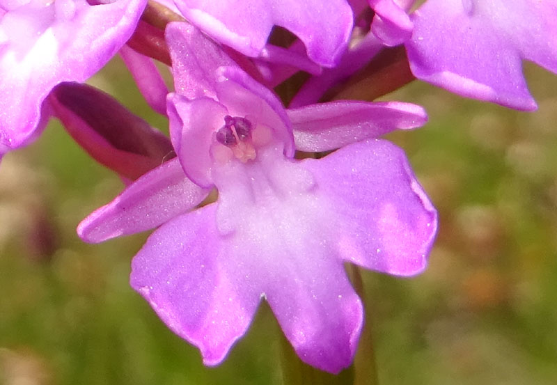 Anacamptis pyramidalis - Rovereto (TN)